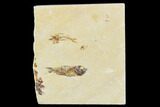 Two Cretaceous Fossil Fish (Armigatus) - Lebanon #110847-1